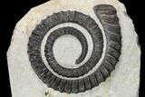 Devonian Ammonite (Anetoceras) With Trilobite Heads #110683-1